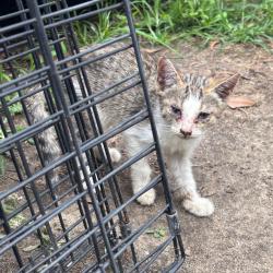 Shelter Stray Unknown Cat last seen , Columbus, GA 31907
