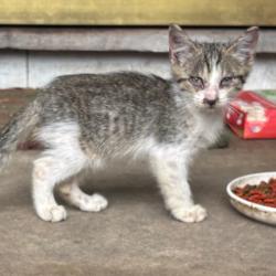 Shelter Stray Unknown Cat last seen , Columbus, GA 31907
