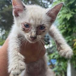 Shelter Stray Unknown Cat last seen , Columbus, GA 31907
