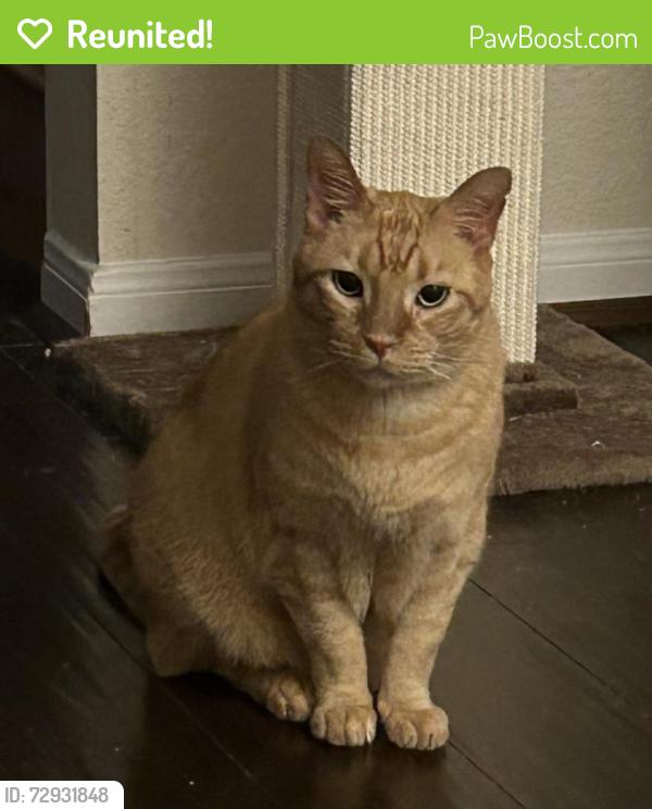 Reunited Male Cat last seen Jewel Point Dr, Spring, TX 77386