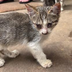 Shelter Stray Unknown Cat last seen , Columbus, GA 31907