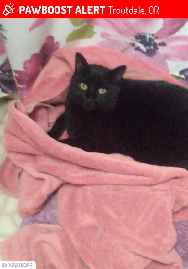 Lost Male Cat last seen CORBETH, OFF TROUTDALE RD, Troutdale, OR 97060