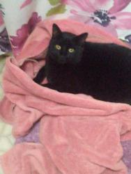 Lost Male Cat last seen CORBETH, OFF TROUTDALE RD, Troutdale, OR 97060