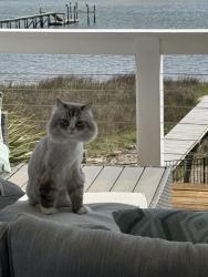 Reunited Male Cat last seen Last scene at our home on the water of Newkirk Road , Wilmington, NC 28409