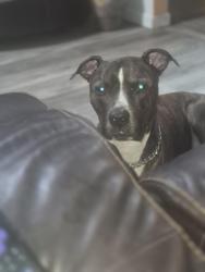 Reunited Male Dog last seen Twiss lane, Tallahassee, FL 32303