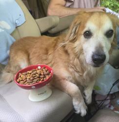 Reunited Male Dog last seen Hamburg road, Mars Hill, NC 28754