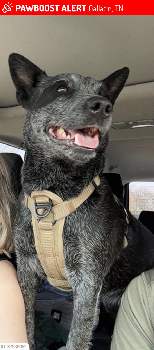 Lost Female Dog last seen e park ave , Gallatin, TN 37066