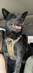 Lost Female Dog last seen e park ave , Gallatin, TN 37066