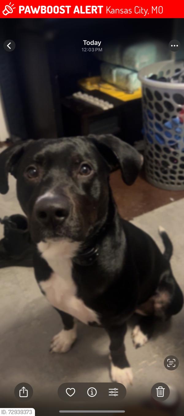 Lost Male Dog last seen Bales and Bridgemannor, Kansas City, MO 64137