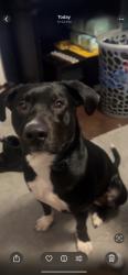 Lost Male Dog last seen Bales and Bridgemannor, Kansas City, MO 64137