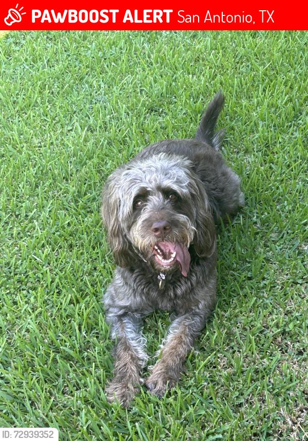 Lost Female Dog last seen Dollar general just off of 10303 SH-16 N San Antonio TX, San Antonio, TX 78224