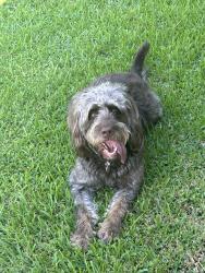 Lost Female Dog last seen Dollar general just off of 10303 SH-16 N San Antonio TX, San Antonio, TX 78224