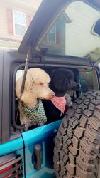 Lost Female Dog last seen Bunker Hill , Columbus, GA 31907