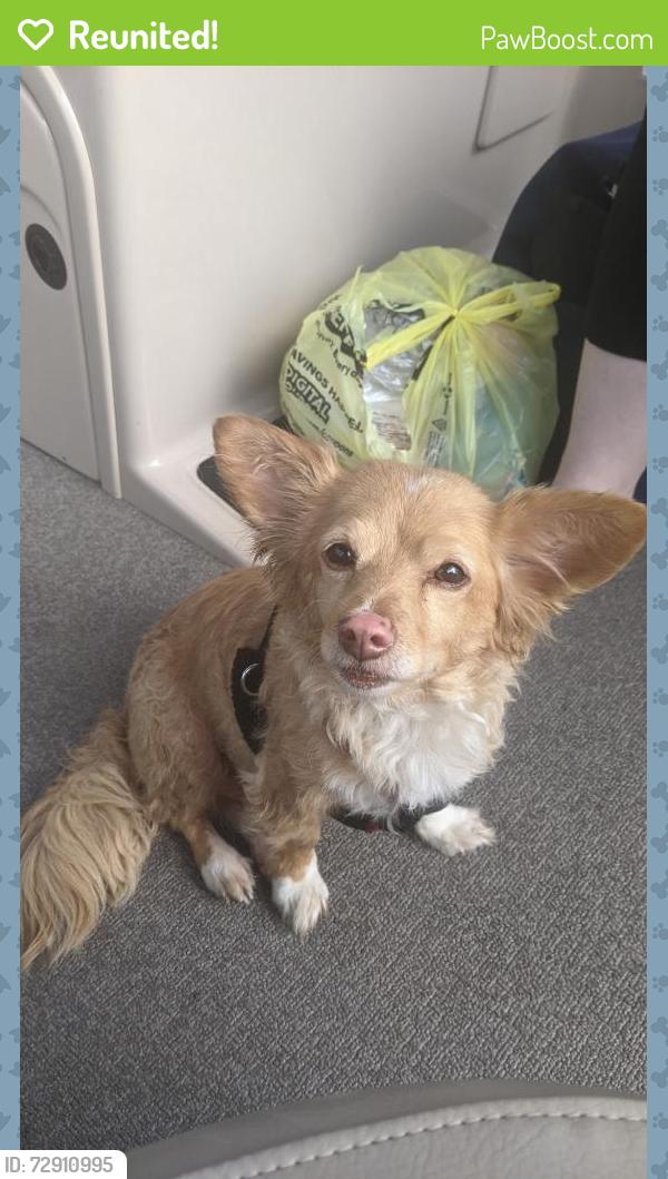 Reunited Male Dog last seen Hwy 82, Smith Oak Rd., Sherman, TX 75090