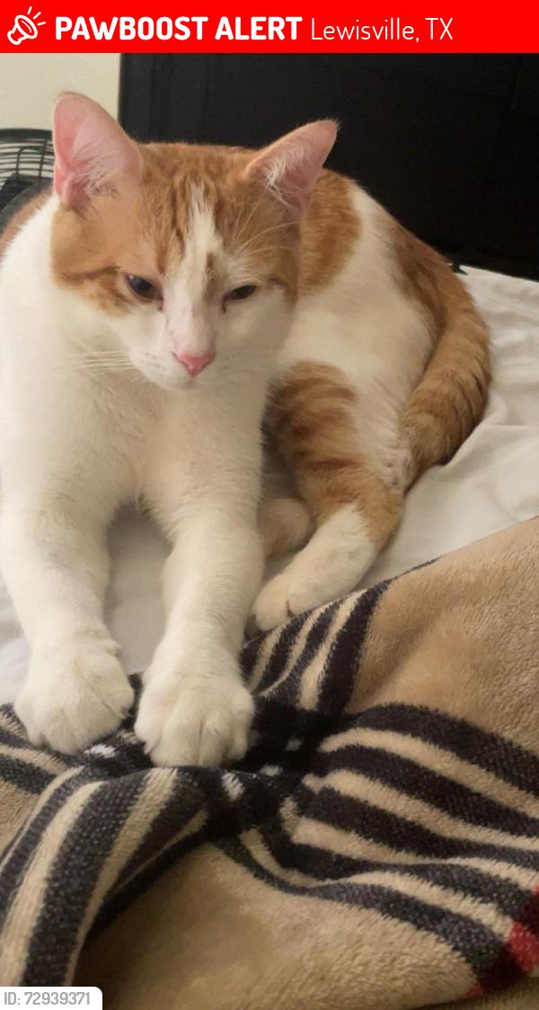 Lost Male Cat last seen The Aidan apmts , Lewisville, TX 75067