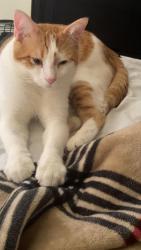 Lost Male Cat last seen The Aidan apmts , Lewisville, TX 75067
