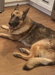 Lost Male Dog last seen Kelly Chapel, Decatur, GA 30030