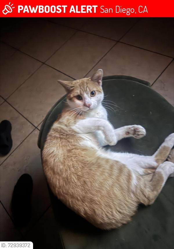 Lost Male Cat last seen Rosa Parks school, San Diego, CA 92105