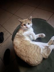Lost Male Cat last seen Rosa Parks school, San Diego, CA 92105