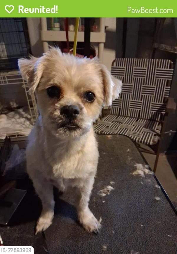 Reunited Male Dog last seen School St, Rockford, IL 61101, USA, Rockford, IL 61101
