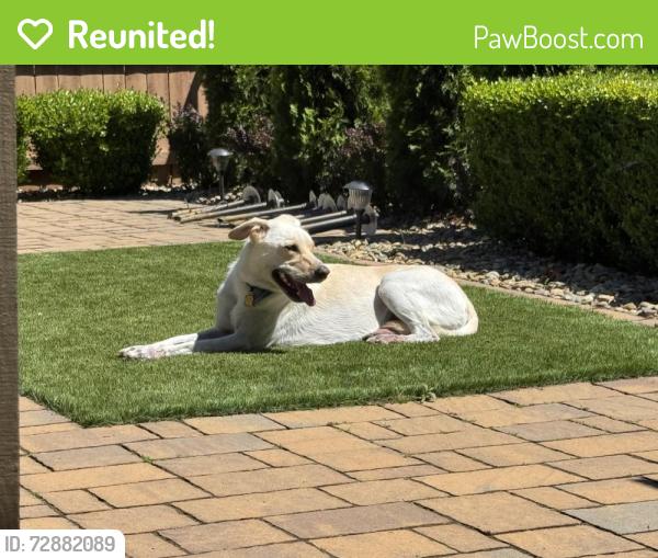 Reunited Male Dog last seen Peak Forest Way/Hatherton Way, Elk Grove, CA 95757