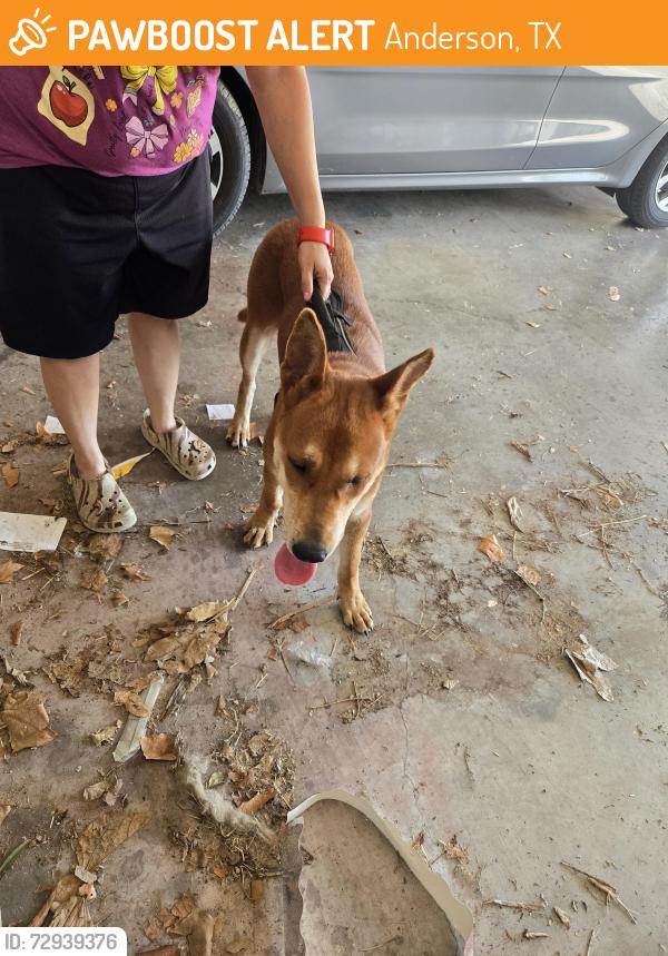 Found/Stray Male Dog last seen Hill St and FM 149, Anderson, TX 77830