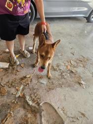 Found/Stray Male Dog last seen Hill St and FM 149, Anderson, TX 77830
