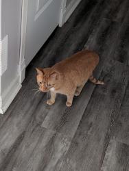 Reunited Female Cat last seen At home, McDonald, PA 15057