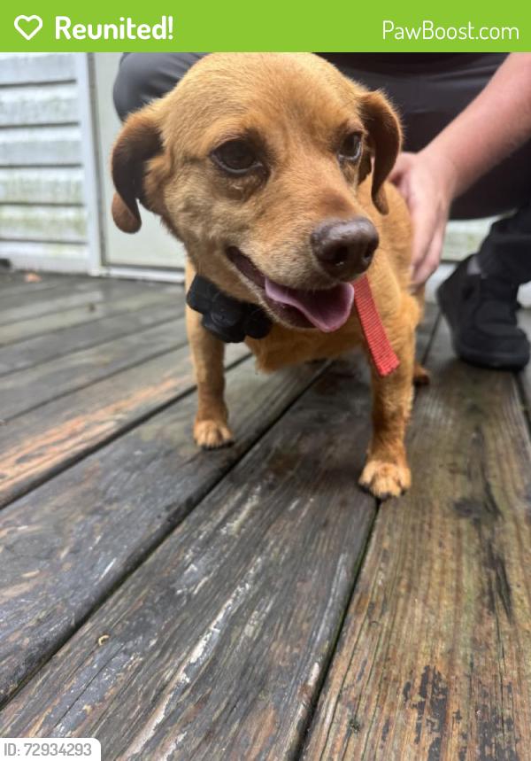 Reunited Male Dog last seen Pelham, NC 27311, USA, Pelham, NC 27311