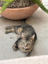 Reunited Female Cat last seen University and Val vista, Mesa, AZ 85205