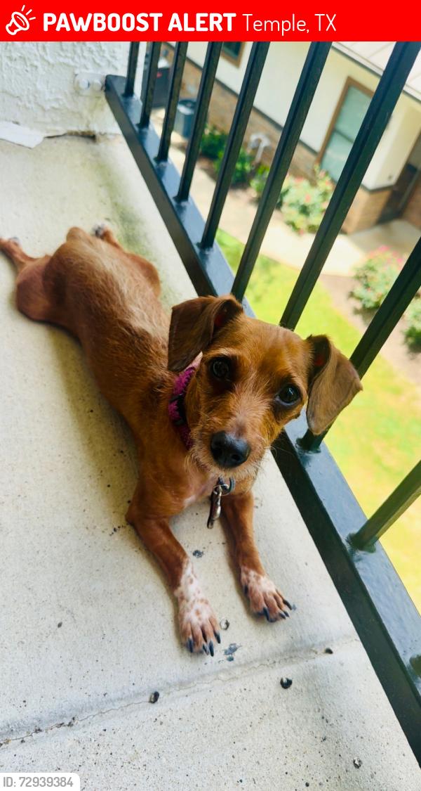Lost Female Dog last seen Ave r, Temple, TX 76504