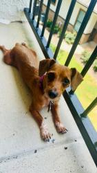 Lost Female Dog last seen Ave r, Temple, TX 76504