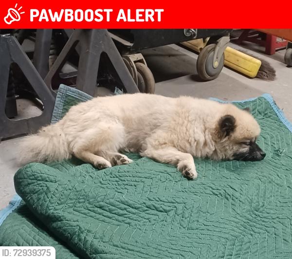 Lost Female Dog last seen West 39th street, North Little Rock, AR 72118