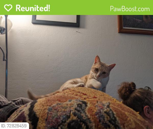 Reunited Female Cat last seen budd Winchester , Campbell, CA 95008