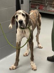 Shelter Stray Male Dog last seen Midwest City, Oklahoma City, OK 73110