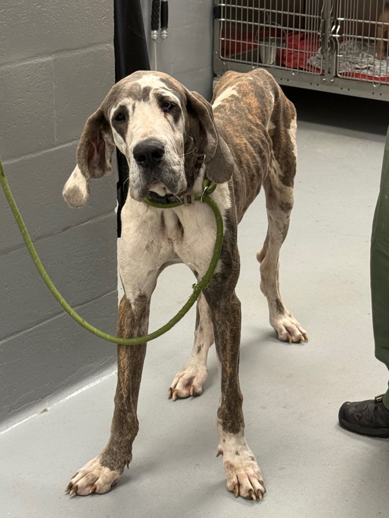 Shelter Stray Male Dog last seen Midwest City, Oklahoma City, OK 73110