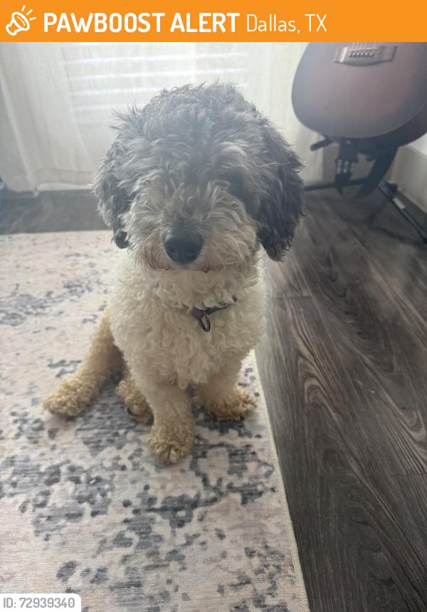 Found/Stray Male Dog last seen Bishop Arts Intersection , Dallas, TX 75208