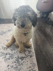 Found/Stray Male Dog last seen Bishop Arts Intersection , Dallas, TX 75208