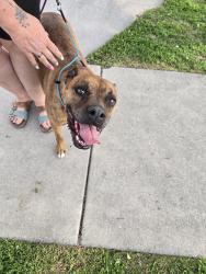 Reunited Male Dog last seen Rose park , Salt Lake City, UT 84116