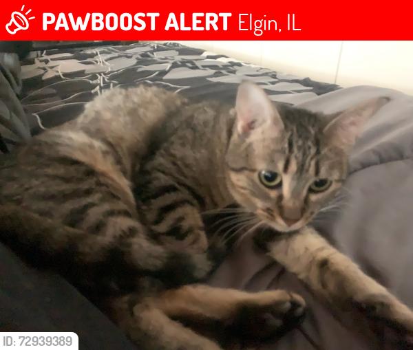 Lost Female Cat last seen Between Lawrence and Wing St on Crystal , Elgin, IL 60123