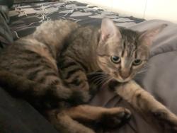 Lost Female Cat last seen Between Lawrence and Wing St on Crystal , Elgin, IL 60123