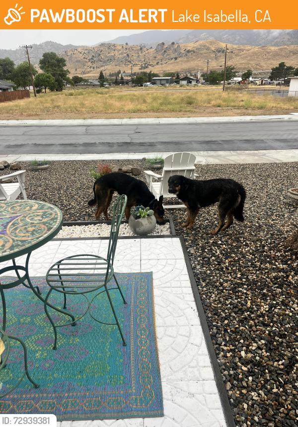 Found/Stray Unknown Dog last seen Taco Bell in Lake Isabella, Lake Isabella, CA 93240