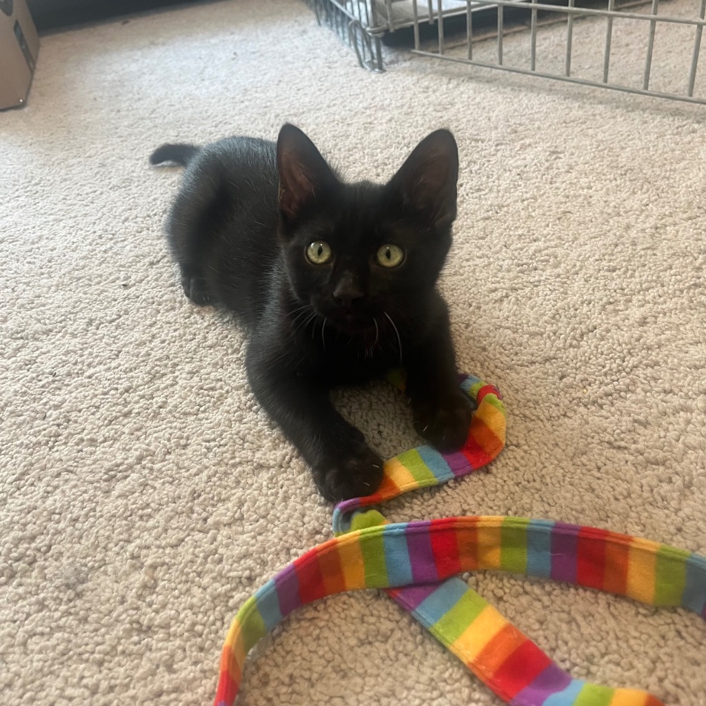 Shelter Stray Male Cat last seen Bexar County, New Braunfels, TX 78130