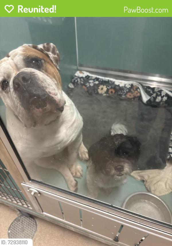 Reunited Male Dog last seen In Anaheim on Euclid and glenoaks, Anaheim, CA 92801