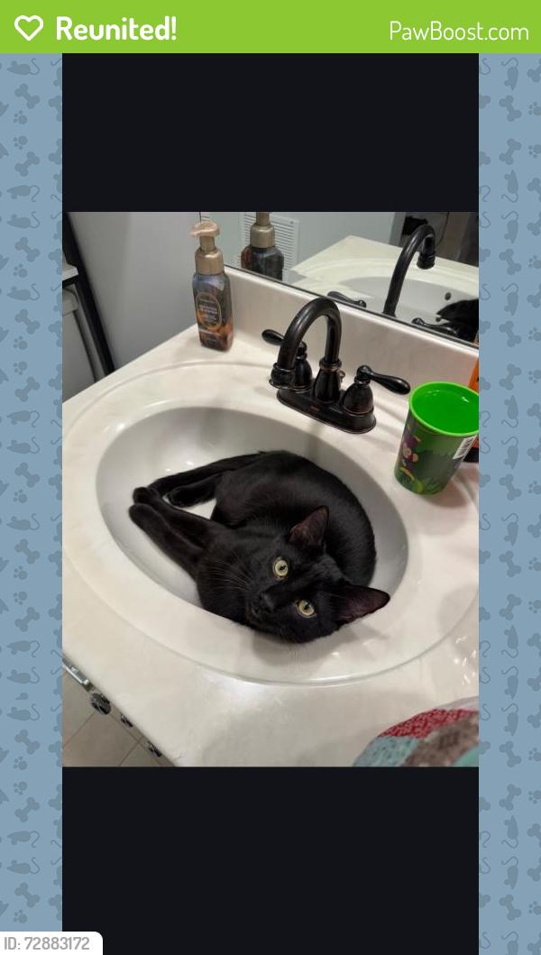 Reunited Male Cat last seen Mageo Drive, Lexington, NC 27292