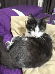 Lost Male Cat last seen Lost near Camden Ave and Stanley Ave, close to South Broadway/UK area in Lexington., Lexington, KY 40503