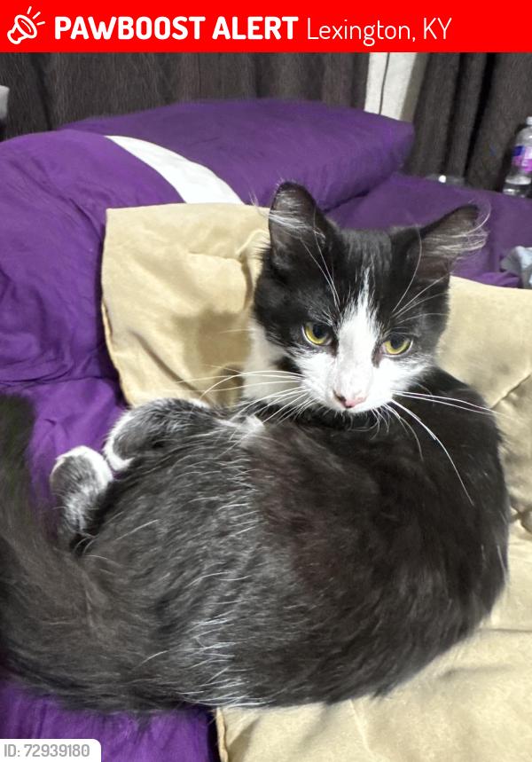 Lost Male Cat last seen Lost near Camden Ave and Stanley Ave, close to South Broadway/UK area in Lexington., Lexington, KY 40503