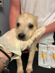 Shelter Stray Male Dog last seen Bexar County, New Braunfels, TX 78130
