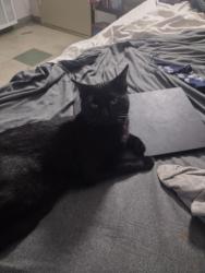 Reunited Male Cat last seen Swannanoa Avenue , Asheville, NC 28806