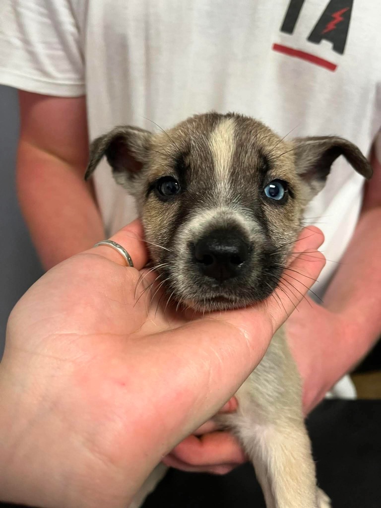 Shelter Stray Female Dog last seen Bexar County, New Braunfels, TX 78130